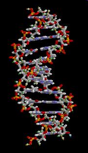 ADN 12 Organizat în structuri lungi numite cromozomi Replicarea ADN-ului duplicarea cromozomilor înainte de divizare Nucleul celular (± mitocondrii