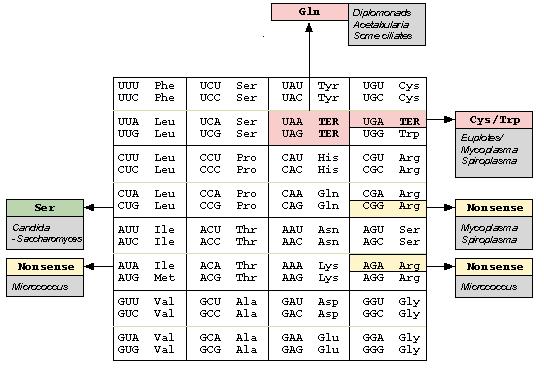 Universalitatea codului genetic Variaţii ale codului genetic nuclear 17 Sursa: