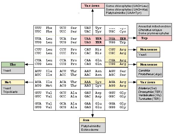 Universalitatea codului genetic Variaţii ale codului genetic mitocondrial 18 Sursa: