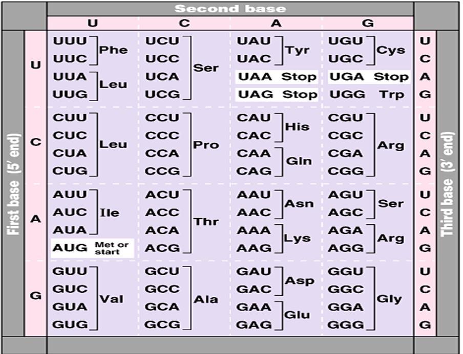 Caracterele codului genetic 20 Sursa: http://faculty.ksu.edu.