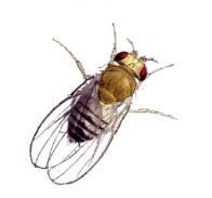 2000 Drosophila melanogaster 2000