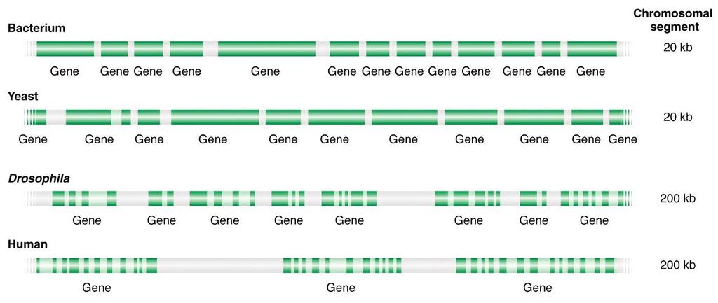 Transposable Element BIOLOGIE