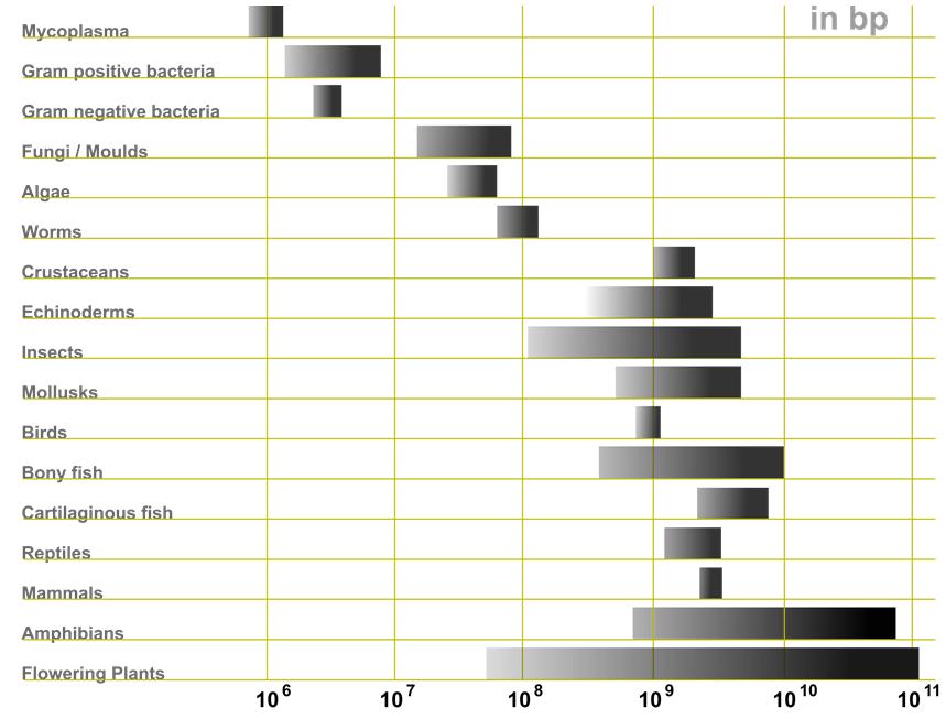 Genomul la plante 29 Sursa: http://en.wikipedia.