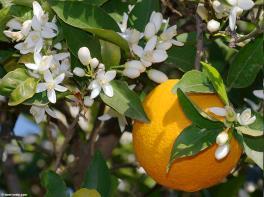 Prunus persica