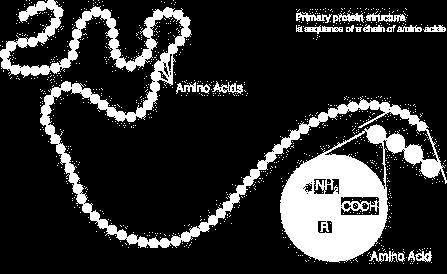 Amino acizi: clasificare 39 Sursa: http://upload.wikimedia.org/wikipedia/commons/c/c1/proteinprimary-structure.