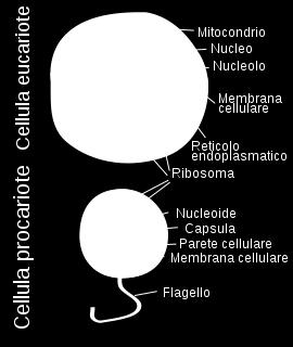 Genomul: forme de prezentare 6 Eucariote Nuclear (prezent în nucleu) Extranuclear: Mitocondrial animale