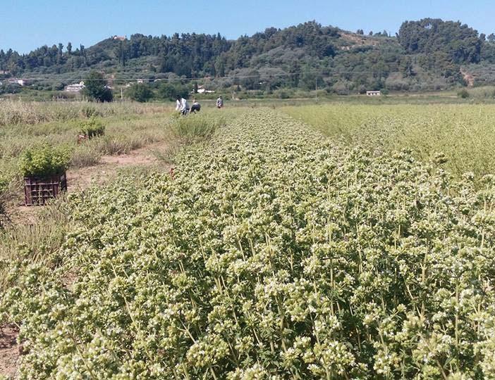 Έδαφος Αρδευση ph 6,5 7,5 προσαρμόζεται σε ποικίλα εδάφη Δυνατόν να