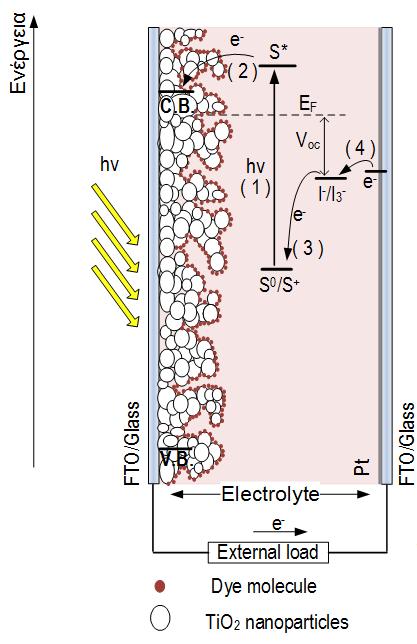 Αρχή λειτουργίας φ/β κυψελίδων 3 ης γενιάς Ευαισθητοποιημένες φ/β κυψελίδες 1) Απορρόφηση φωτός : o S h S * 2) Έκχυση ηλεκτρονίων : * t = 10-12 10-13 s S S e TiO 2 2S 3I 2S I 3 3) Αναγέννηση