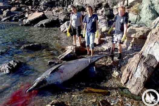 ΠΕΡΙΒΑΛΛΟΝ / 21 Θανατώνοντας τα σπάνια ζώα των θαλασσών μας Τους τελευταίους μήνες καταγράφεται έξαρση στις θανατώσεις σπάνιων ειδών σε διάφορες περιοχές του Αιγαίου: μία ακόμα πυροβολημένη φώκια,