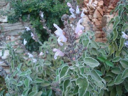 α) Salvia