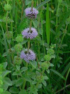 longifolia,