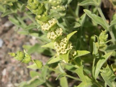 Sideritis syriaca (Κρήτη)