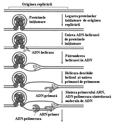 Proteinele aparatului de replicare Replicarea ADN implică acţiunea mai multor factori proteici şi enzime (fig. 7.1).