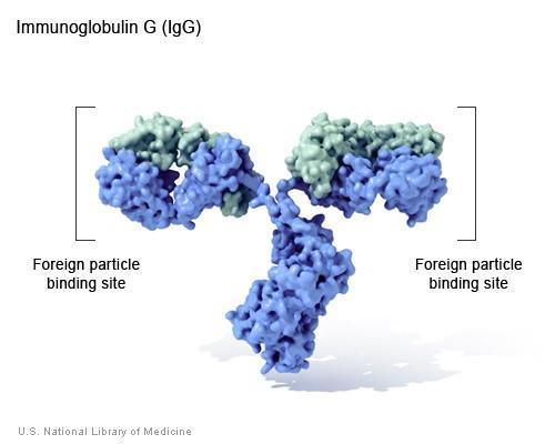 globulare ce catalizează în mod specific reacțiile celulare și metabolice Ex: