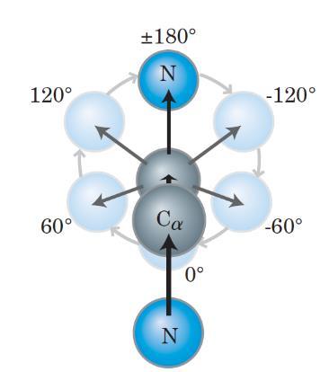Legătura peptidică este rigidă și planară Electronii π ai dublei legături C= intră în rezonanţă cu atomul de N şi legătura peptidică capătă caracter parţial de dublă legătură.