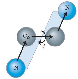 Toţi atomii grupării peptidice devin co-planari, atomul de din C find în trans față de atomul de H din NH.