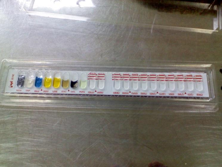 Fig.1 Identificare Mannheimia