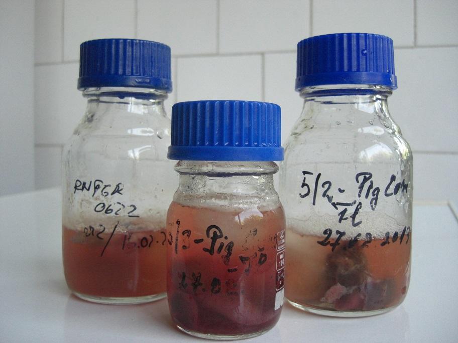 provenienta PIGCOM Fig.