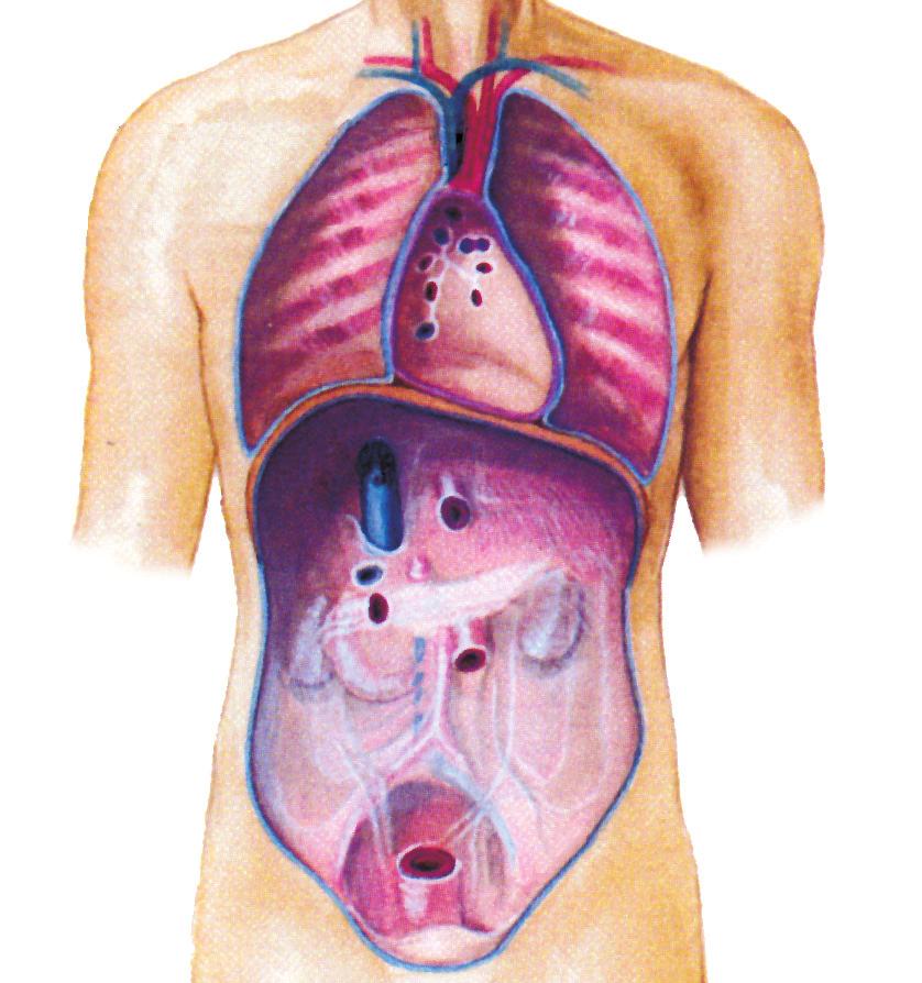 Organele nu funcþioneazã izolat în organism, ci în strânsã corelaþie unele cu altele. Pentru organele interne, se foloseºte curent termenul de viscere.