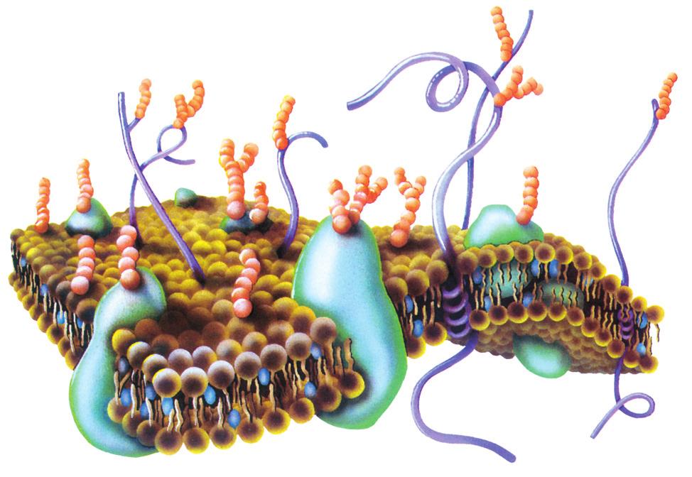 Alc\tuirea corpului uman 3 8 7 9 6 Fig.. Niveluri de organizare a corpului uman:. atom;. molecul\; 3. macromolecul\;. organit;. celul\; 6. ]esut; 7. organ; 8. sistem de organe; 9. organism.