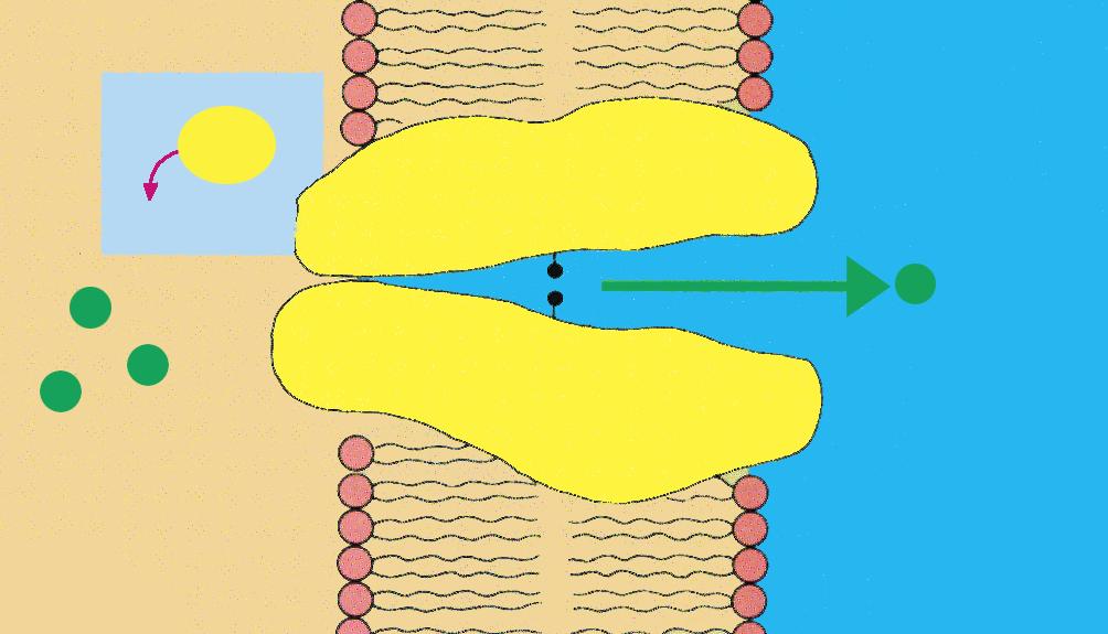 Celula ATP ADP+P i Interior Exterior Fig. 8. Transportul activ:. loc de conexiune;. protein\ transportoare. ste roizi.
