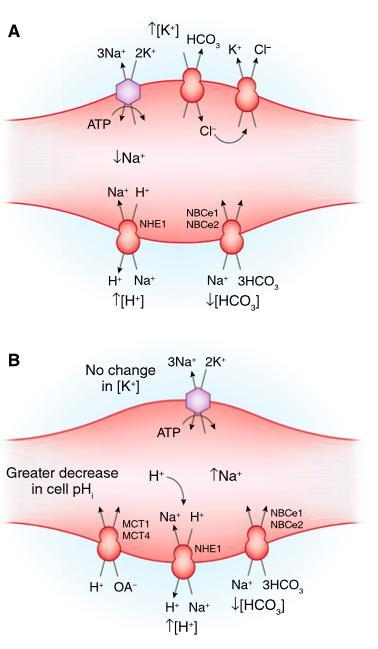 HIPERPOTASEMIA prin redistributia K intre EC si IC Acidoza Acidoza determină un schimb de K + H + și o modificare a funcționalității pompelor și canalelor membranare (în special din mușchiul