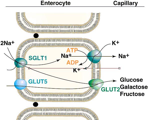 Monosacharidų absorbcija Antrinė aktyvi pernaša, tarpininkaujant SGLT1