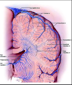 1.3. Венски систем мозга Цереброспинални венски систем се састоји од интракранијалног и екстракранијалног дела.