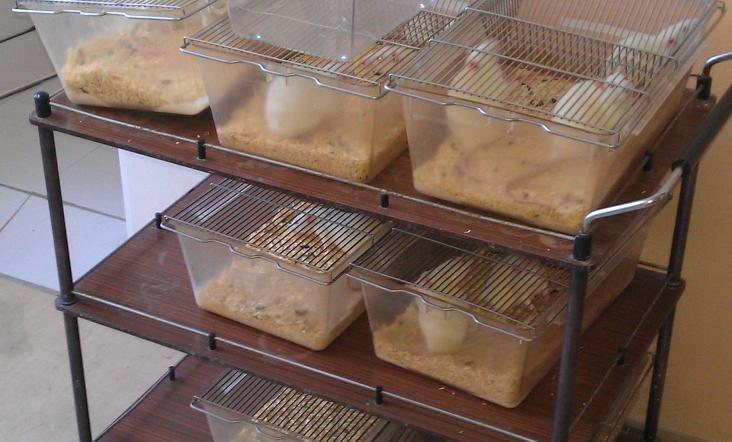 3.1 ИСПИТАНИЦИ МАТЕРИЈАЛ И МЕТОДЕ Студија је спроведена на популацији од 42 пацова Вистар албино соја набављених из Одељења за узгој лабораторијских и експерименталних животиња (ВМА).