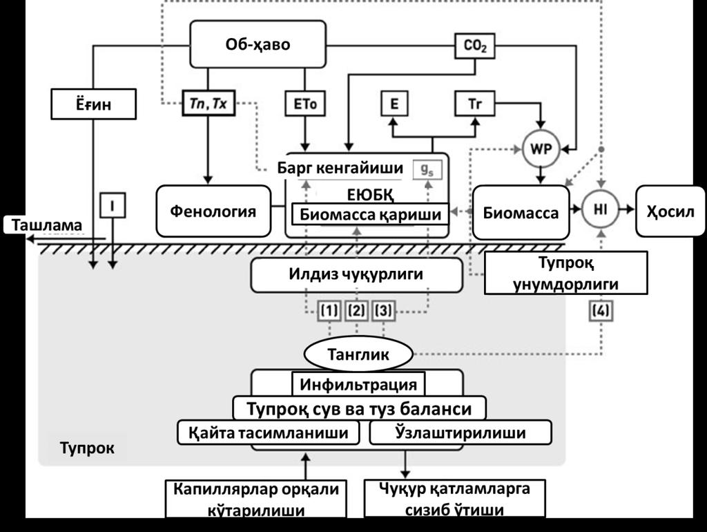 ривожланишининг ўзаро боғлиқлиги тўғридан-тўғри эмас деб қабул қилинган. Моделда ўсимлик ўсишини тавсифлаш унинг биомассаси ривожига асосланган. 3-расм.