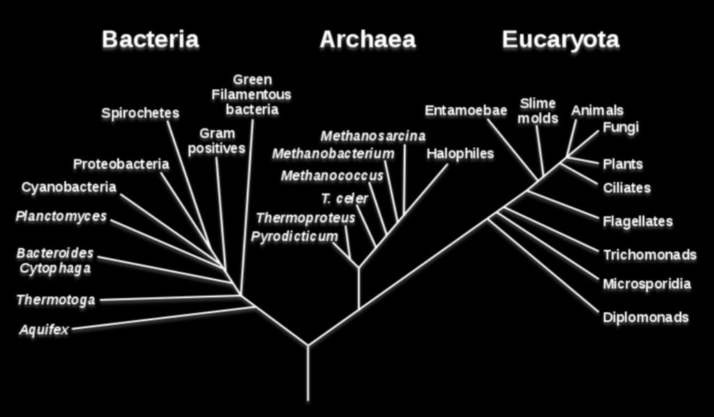 Origen evolutivo de las especies