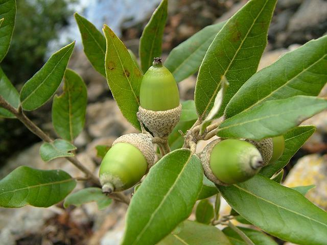 γξαλίηεο θ.α. Σα πςφκεηξα θπκαίλνληαη απφ 300-1000m.