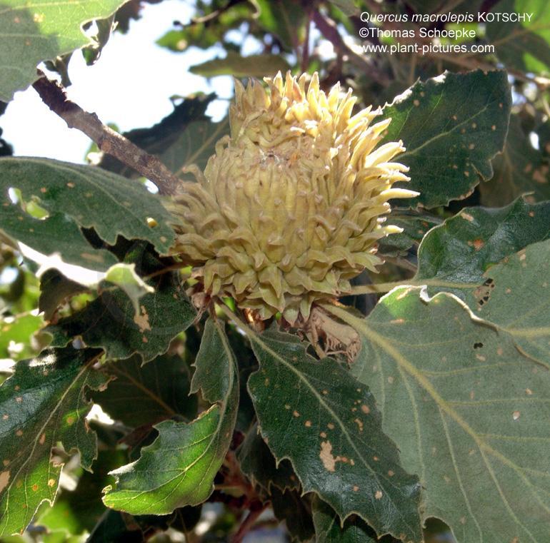 9350. Γάζε κε Quercus macrolepis Απαληά ζε πεδηλέο έσο θαη νξεηλέο πεξηνρέο, πάλσ