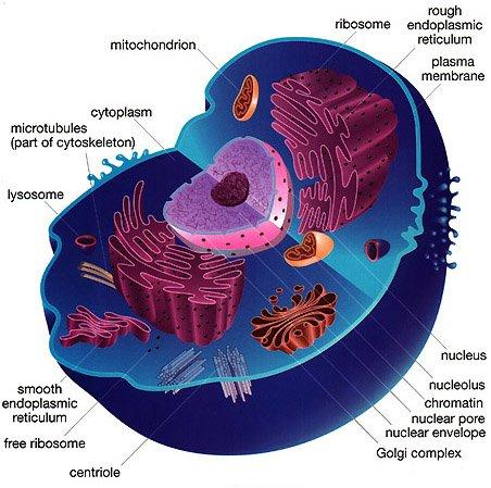 Mehanizem delovanja SOD SOD-katalizirano dismutacijo superoksidnega radikala lahko zapišemo s sledečima polovičnima reakcijama: M (n+1)+ -SOD + O 2 M n+ -SOD + O 2 M n+ -SOD + O 2 + 2 H + M (n+1)+