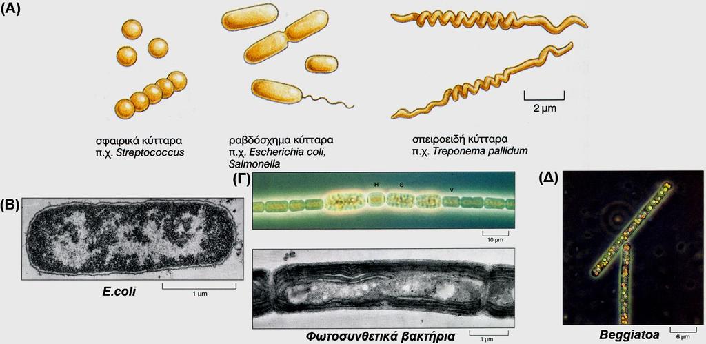 Μεγέθη και σχήματα βακτηρίων (Α) Σχηματική απεικόνιση βακτηρίων (Β) E.