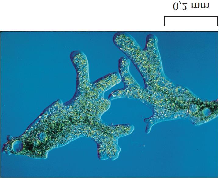 Η ΑΝΑΠΤΥΞΗ ΤΩΝ ΠΟΛΥΚΥΤΤΑΡΩΝ ΟΡΓΑΝΙΣΜΩΝ - ΙΙ - ΙΙ Η αµοιβάδα Amobea proteus 2. Η αμοιβάδα Amobea proteus -µεγάλο & πολύπλοκο κύτταρο -εξαιρετικά ευκίνητος μονοκύτταρος -100.000 φορές µεγαλύτερο της E.
