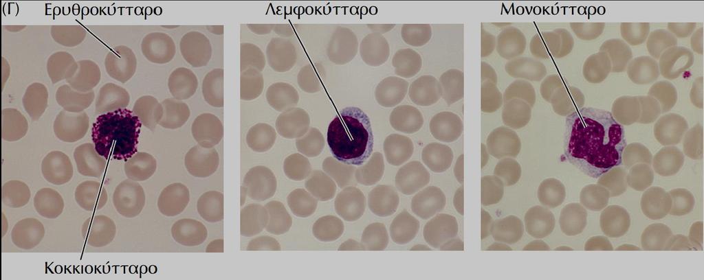 Αποτελείται από ερυθροκύτταρα (μεταφορά Ο 2 ) και λευκά αιμοσφαίρια: κοκκιοκύτταρα, μονοκύτταρα,
