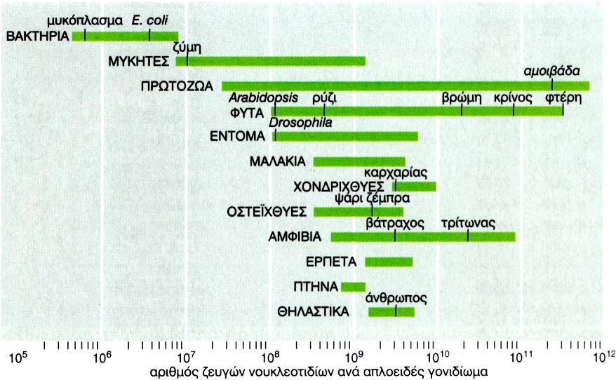 Περιεχόμενο DNA διαφόρων οργανισμών - Ι <Ανθρώπου >Ανθρώπου - Το μέγεθος του γονιδιώματος ποικίλλει μεταξύ οργανισμών - Μετράται σε ζεύγη νουκλεοτιδίων