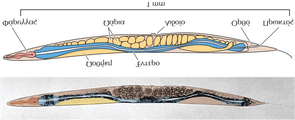 Μοντέλο Ζωϊκής ανάπτυξης & Κυτταρικής διαφοροποίησης: o Νηματώδης σκώληκας C. elegans Ο Caenorhabditis elegans είναι σχετικά απλός πολυκύτταρος οργανισμός.