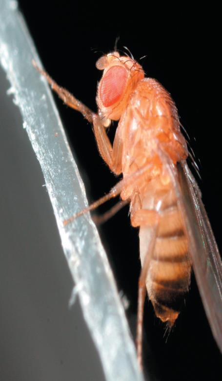 Μοντέλο Αναπτυξιακής Βιολογίας: Drosophila melanogaster *Η μύγα των φρούτων (ή μύγα ξυδιού ή κρασιού) Καλλιεργείται εύκολα στο εργαστήριο.