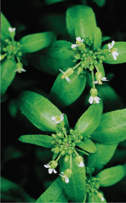 Μοντέλο Μοριακής Βιολογίας & Ανάπτυξης των Φυτών: Το φυτό Arabidopsis thaliana Η Μοριακή Βιολογία των φυτών είναι αναπτυσσόμενο πεδίο με ΟΙΚΟΝΟΜΙΚΗ ΣΗΜΑΣΙΑ. Τα φυτικά γονιδιώματα είναι πολύπλοκα.