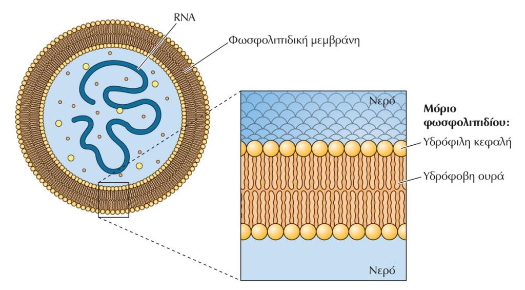 (1Χ) (2Χ) Ο εγκλεισμός αυτοδιπλασιαζόμενου RNA σε μεμβράνη φωσφολιπιδίων Ίσως το πρώτο κύτταρο δημιουργήθηκε από εγκλεισμό του αυτοδιπλασιαζόμενου RNA και άλλων μορίων σε μεμβράνη αποτελούμενη από