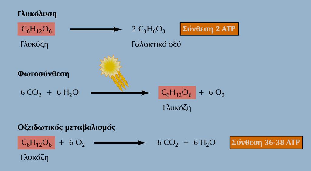 Η παραγωγή μεταβολικής ενέργειας. Η γλυκόλυση είναι αναερόβια. Η ενέργεια της ηλιακής ακτινοβολίας συμβάλλει στη σύνθεση γλυκόζης.