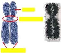 Kromosom Kromosom Stanična struktura DNA Geni Nasljedna informacija