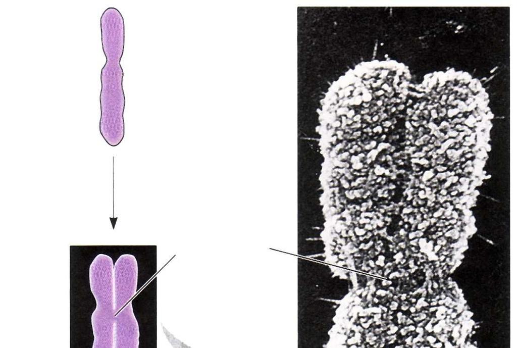 DNA dvostruka uzvojnica Parovi baza Telomera Kromatida Kromosom
