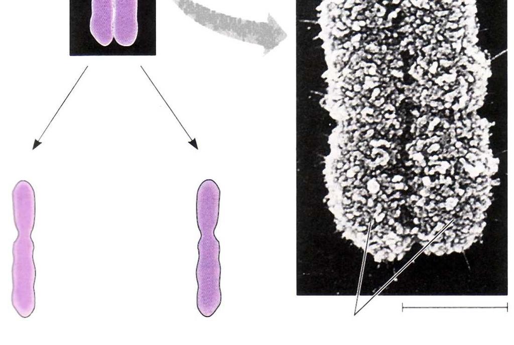 20 životinjske stanice Duplikacija kromosoma Centromera Odvajanje