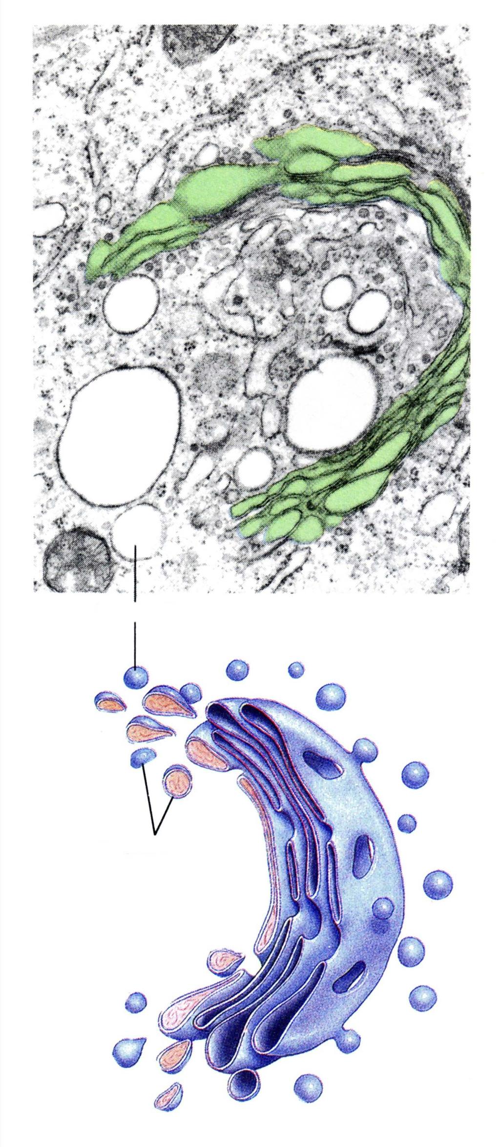 Nakupina cisterni može formirati diskretne diktiosome kao u biljnoj stanici ili razvedenu mrežu kao što je slučaj u životinjskoj stanici.