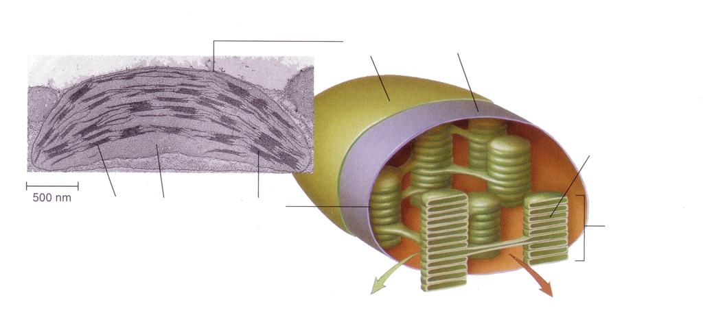 biljne stanice Matriks pora i Hrapavi ER Kloroplast Glatki ER Središnja vakuola Središnja lamela Mikrotubul i Međustanični prostor Vanjska Unutarnja Veliki plastid koji posjeduje klorofil i u njemu