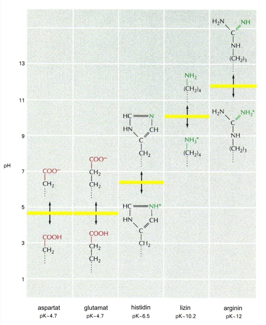 Povezivanje aminokiselina u peptidne lance polipeptid Negativno nabijene aminokiseline Pozitivno