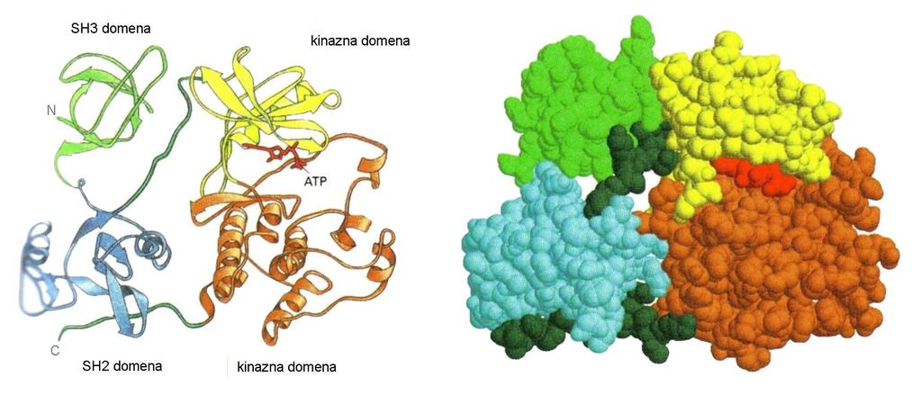 Trodimenzionalna struktura proteina Podjedinice proteina dimer Tercijarna struktura proteina naborana α uzvojnica i β